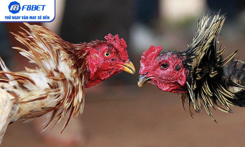 Truyền thống và hiện đại hòa quyện trong đá gà cựa sắt Truyền thống và hiện đại hòa quyện trong đá gà cựa sắt