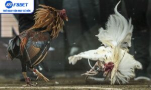 Đá gà trực tiếp – Trọn bộ mẹo cược chuẩn xác từ cao thủ